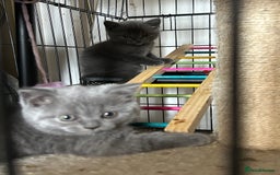 British Shorthair cats for sale: Gorgeous Blue British Shorthairs  - Image 10