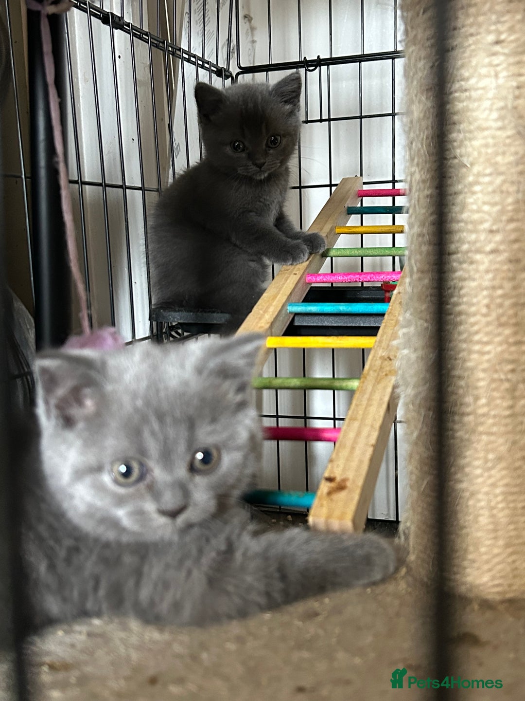 British Shorthair cats for sale: Gorgeous Blue British Shorthairs  - Image 10
