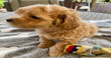 Maltipoo dogs - Advert 1