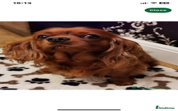 Cavapoo dogs for sale: F1 CAVAPOO BOY,READY NOW. - Advert 8