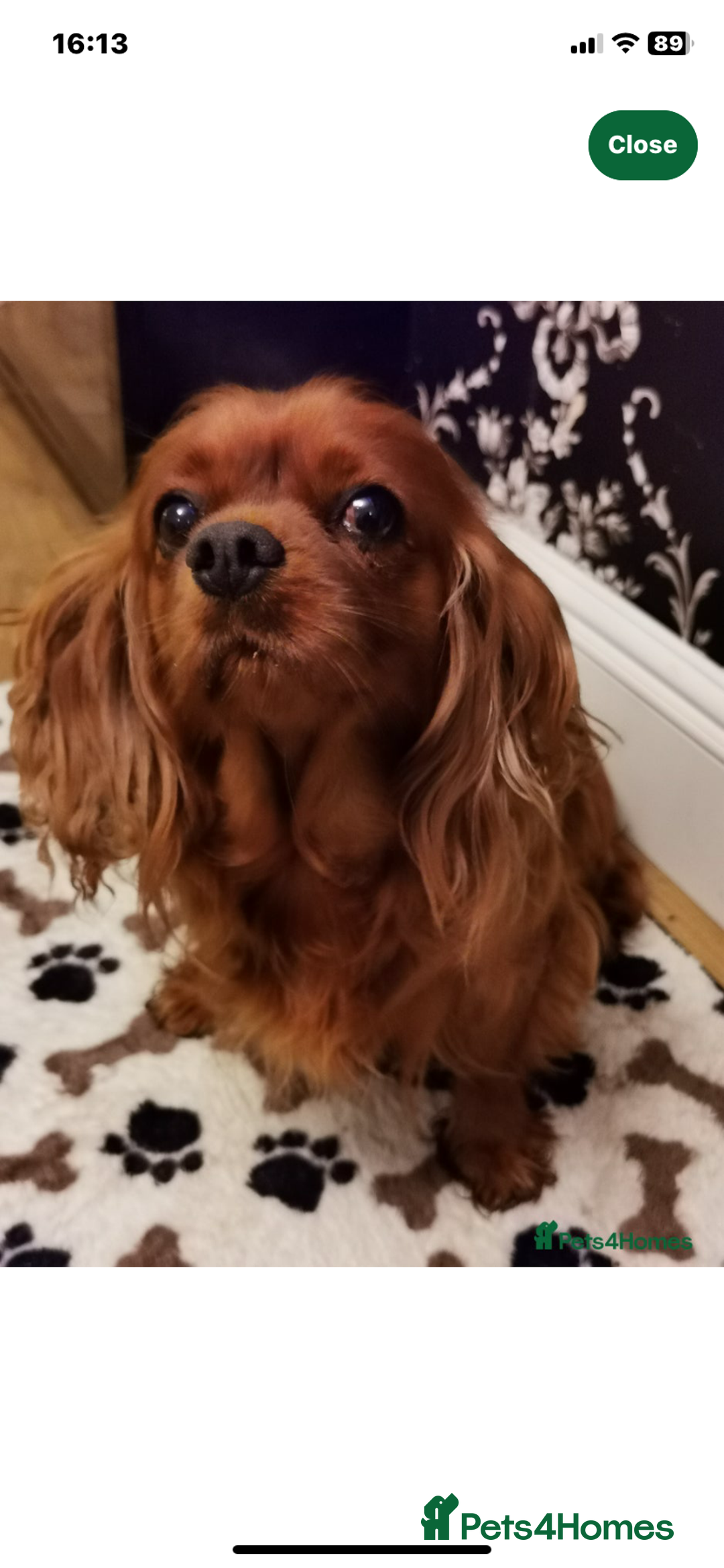 Cavapoo dogs for sale: F1 CAVAPOO BOY,READY NOW. - Advert 8