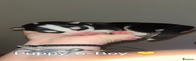 Siberian Husky 6