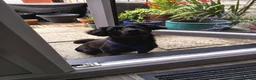 Mixed Breed dogs for sale: 10 month old Cockeranian - Advert 7