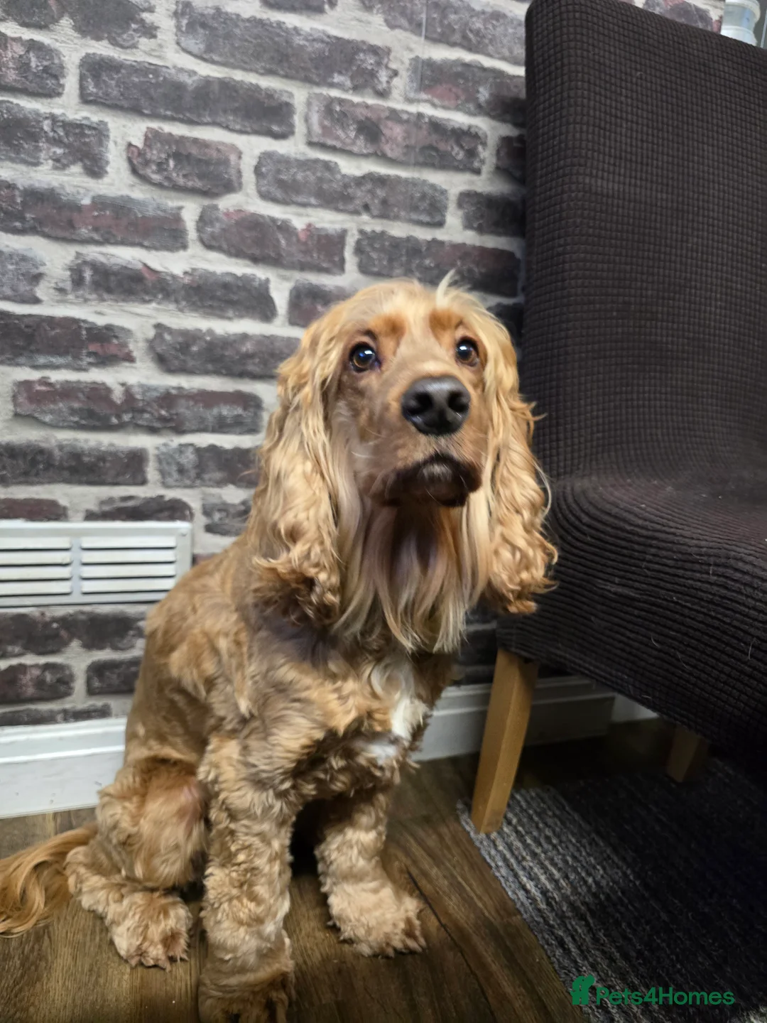 Cocker Spaniel dogs for sale: Lovely Show Cocker Spaniel, 6yr, Great Family Dog  - Advert 3