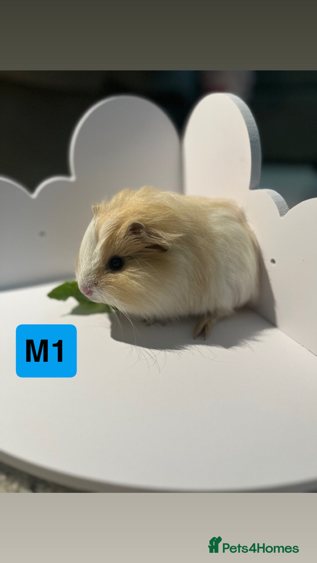 Guinea Pig rodents 3 baby guinea pigs  - Advert 1