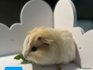 Guinea Pig rodents 3 baby guinea pigs - Advert 21