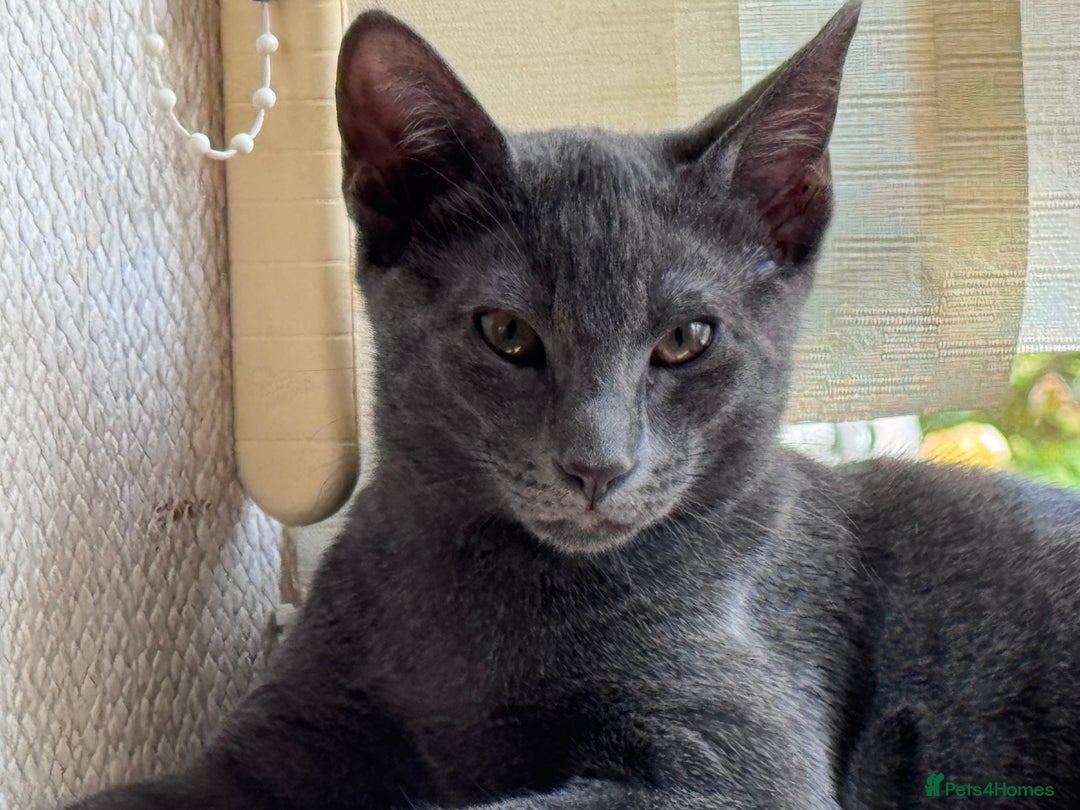 Oriental cats for sale: Ready now! Beautiful oriental mix kittens  - Image 19