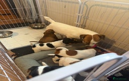 Jack Russell dogs for sale: Jack Russell puppies - Advert 7