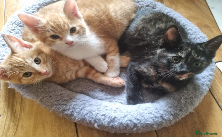 Mixed Breed cats - Advert 3