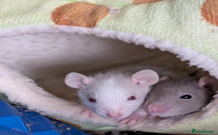 Rat rodents - Advert 1
