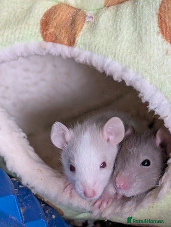 Rat rodents - Advert 5