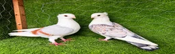 Pigeons birds for sale: Beautiful, Vaccinated & Friendly Pigeons - Advert 14