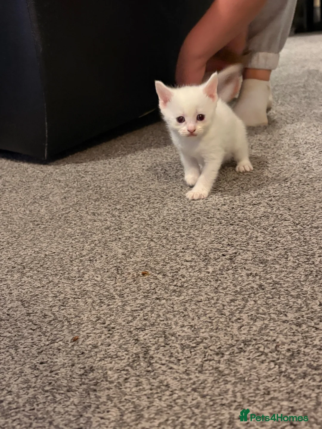 Mixed Breed cats for sale: Cute little man - Advert 4