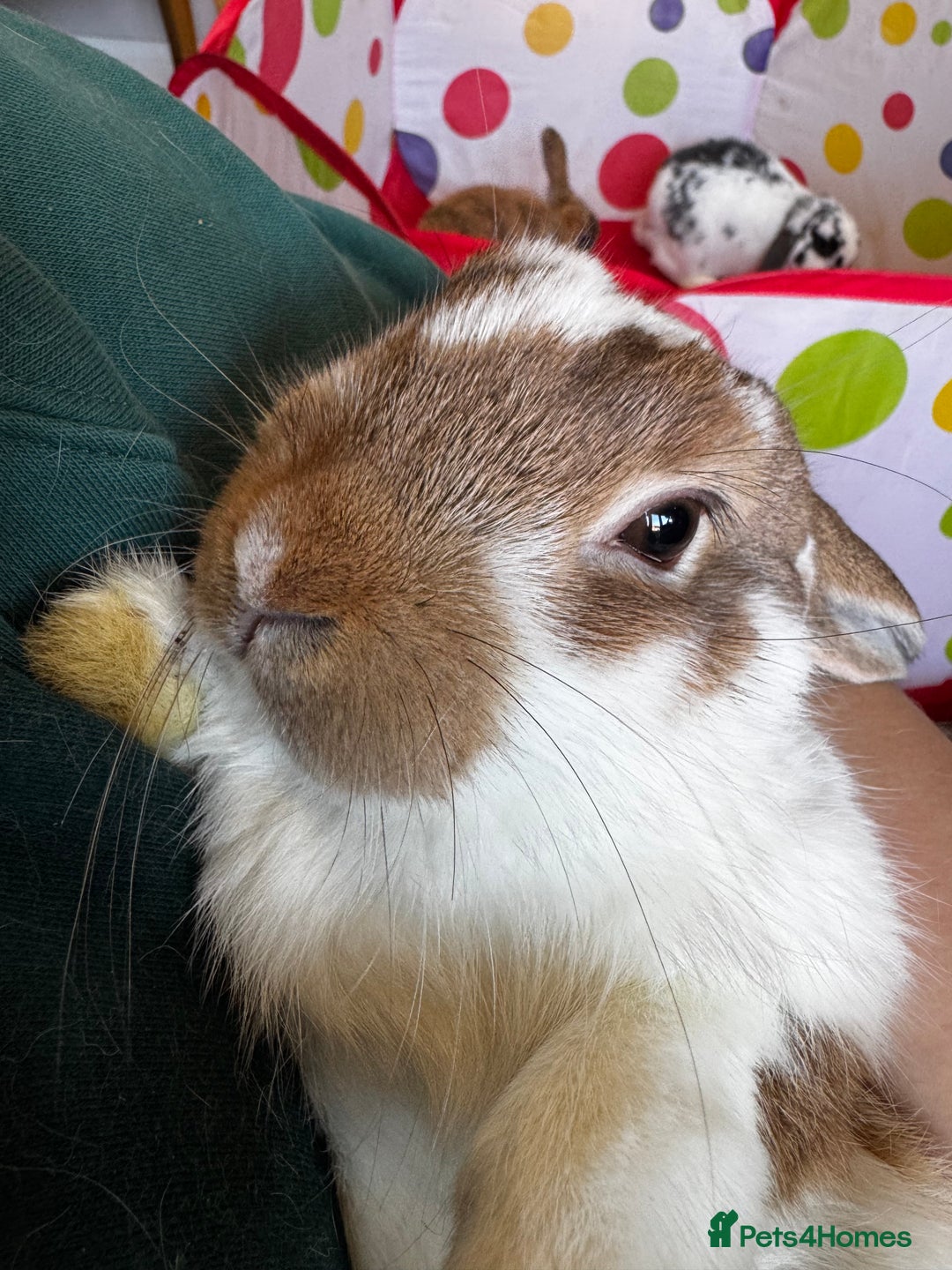 Mini Lop rabbits for sale: Mini Lop bunnies for sale  - Advert 13