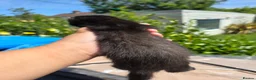 Ferret rodents for sale: 2 beautiful self black Ferret Kits - Advert 11