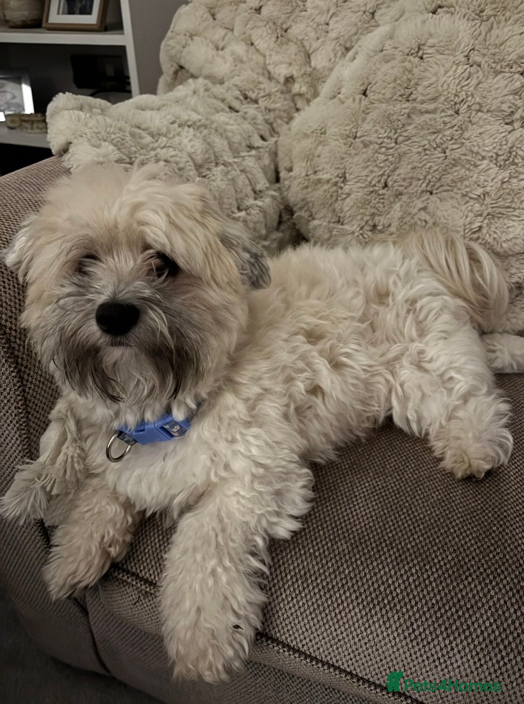 Maltipoo dogs for sale: Maltipoo - Advert 1