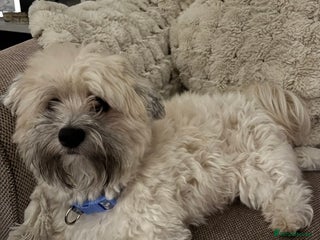 Maltipoo dogs Maltipoo - Advert 1