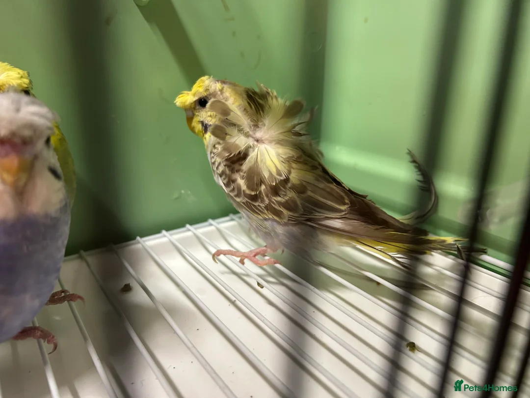 Budgerigars birds for sale: Helicopter/Hagoromo budgies for sale, good health - Advert 12