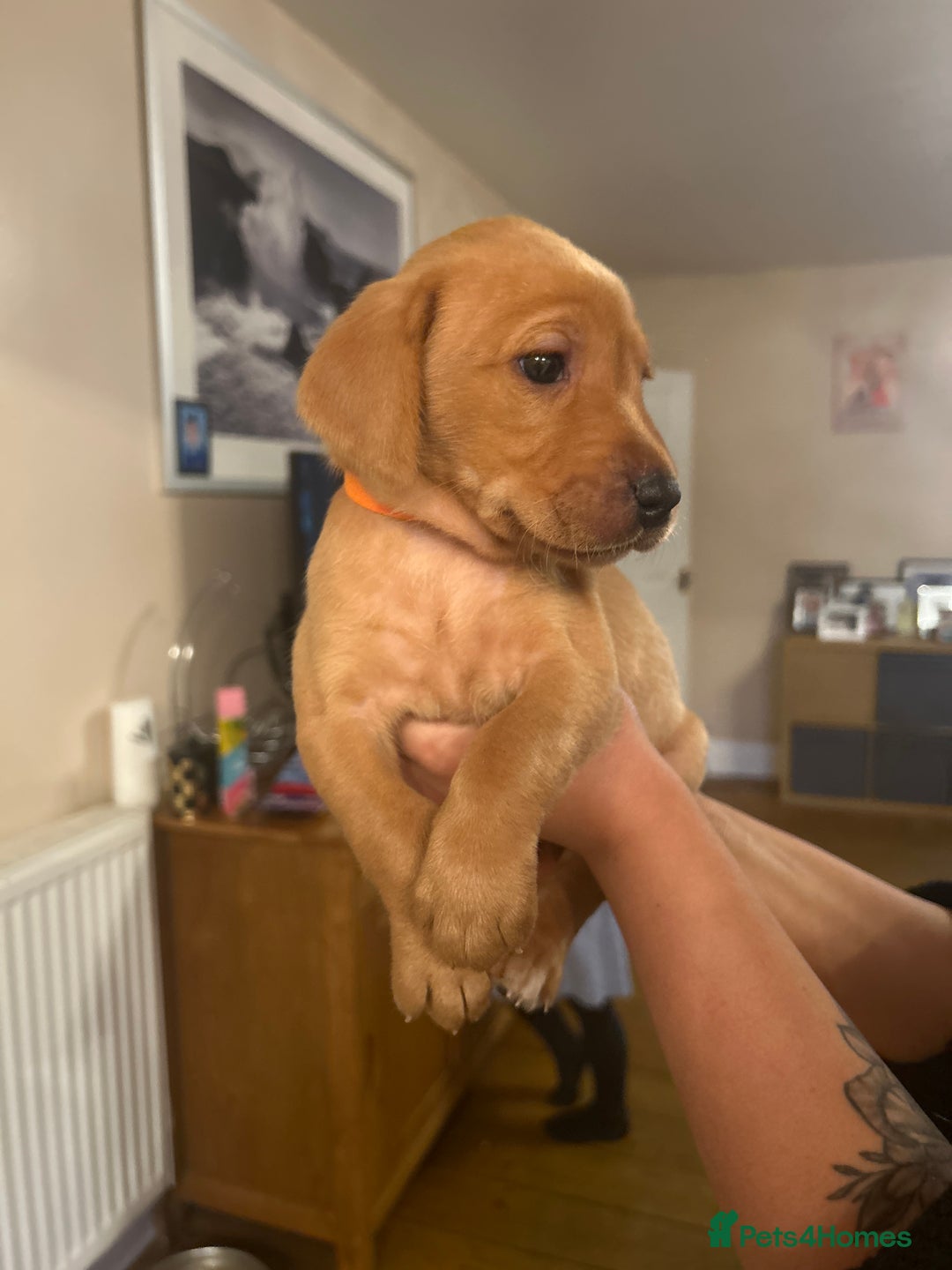 Labrador Retriever dogs for sale: KC registered black and red Labrador puppies - Advert 17