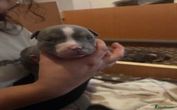American Bully dogs for sale: American pocket bully tri pups - Image 13