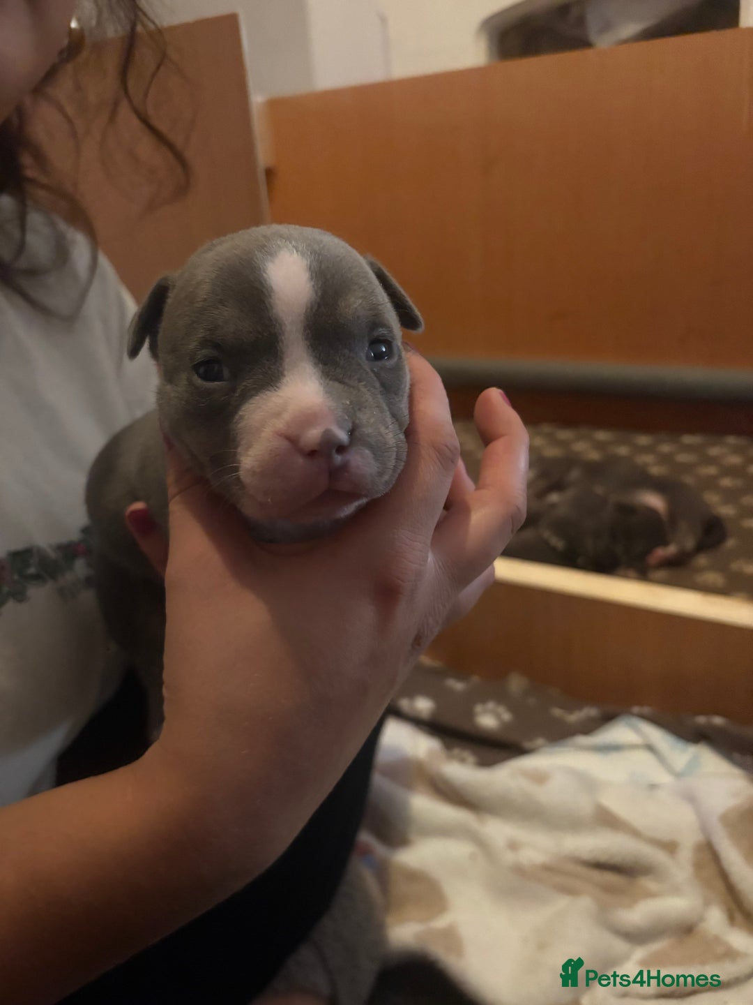American Bully dogs for sale: American pocket bully tri pups - Image 13
