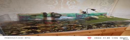 Turtle reptiles for sale: Turtles and large aquarium  - Advert 7