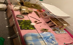 Guinea Pig rodents for sale: Two lovely boars with complete set up - Image 9