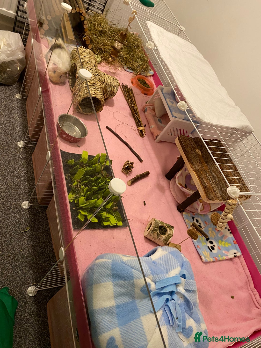Guinea Pig rodents for sale: Two lovely boars with complete set up - Image 9