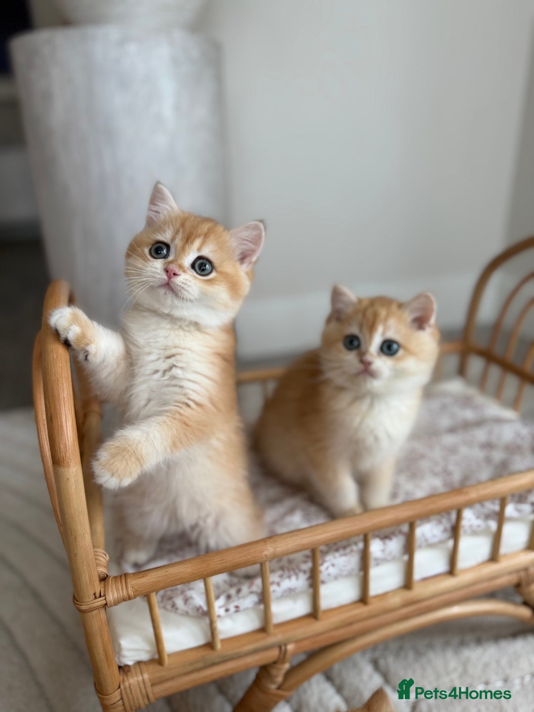 British Shorthair cats for sale: Golden British shorthair kittens - Advert 23