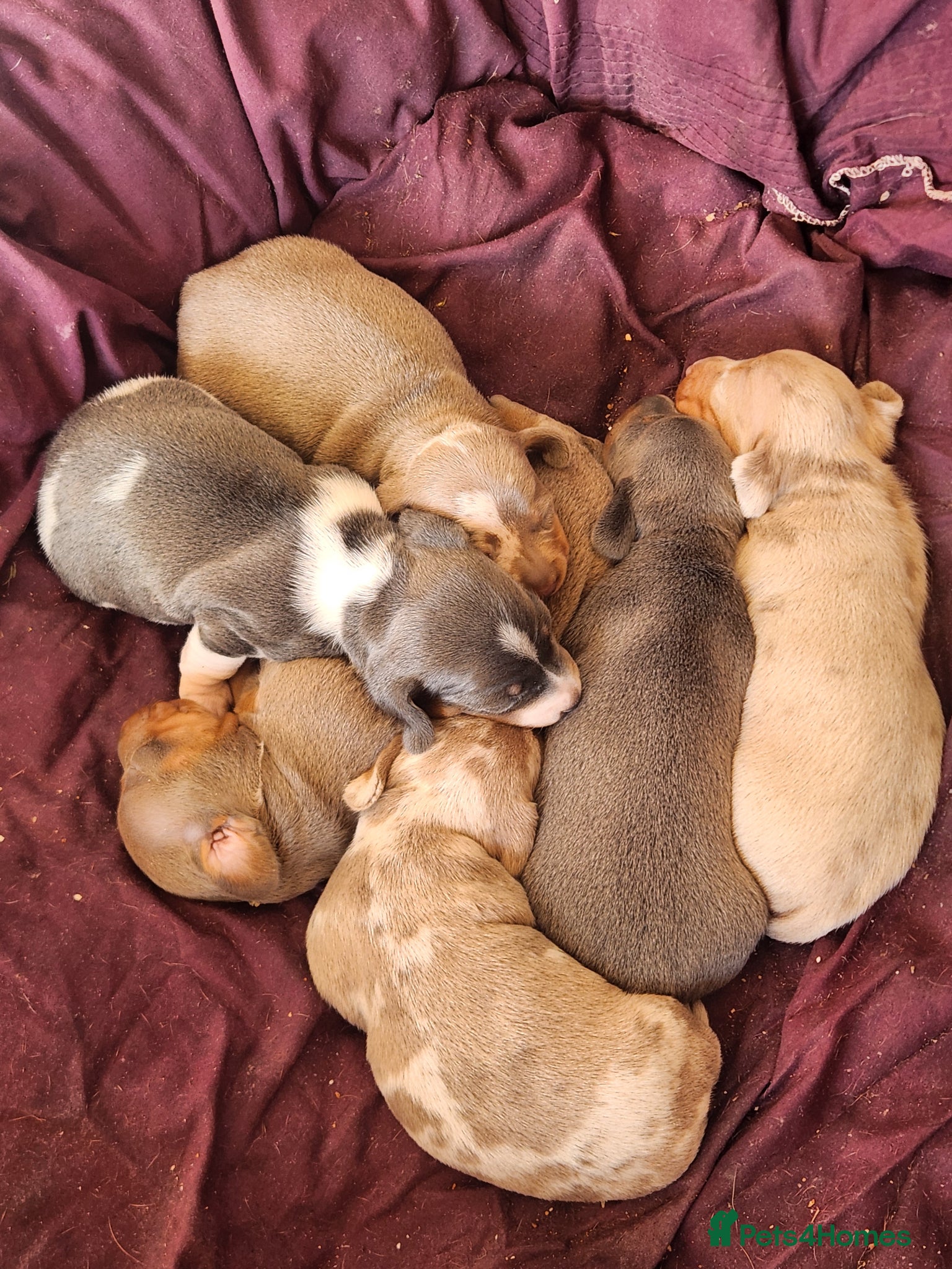 Miniature Dachshund dogs Miniature dachshund puppies - Advert 14