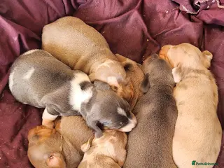 Miniature Dachshund dogs Miniature dachshund puppies - Advert 14