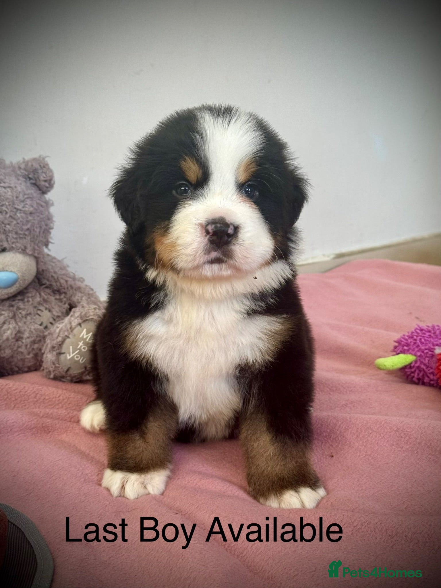 Bernese Mountain Dog dogs KC Registered Bernese Mountain Dog Puppies - Advert 8