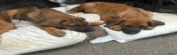 Rhodesian Ridgeback dogs for sale: Beautiful Rhodesian Ridgeback Puppies  - Advert 5
