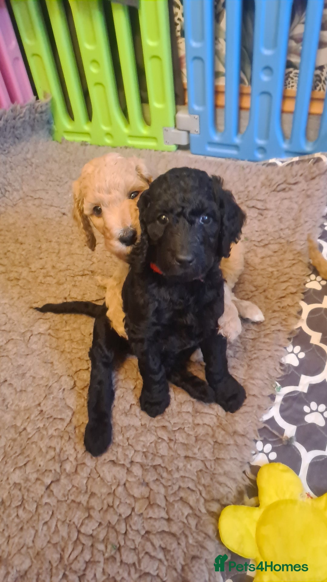Standard Poodle dogs for sale: Beautiful standard poodle puppies - Advert 12