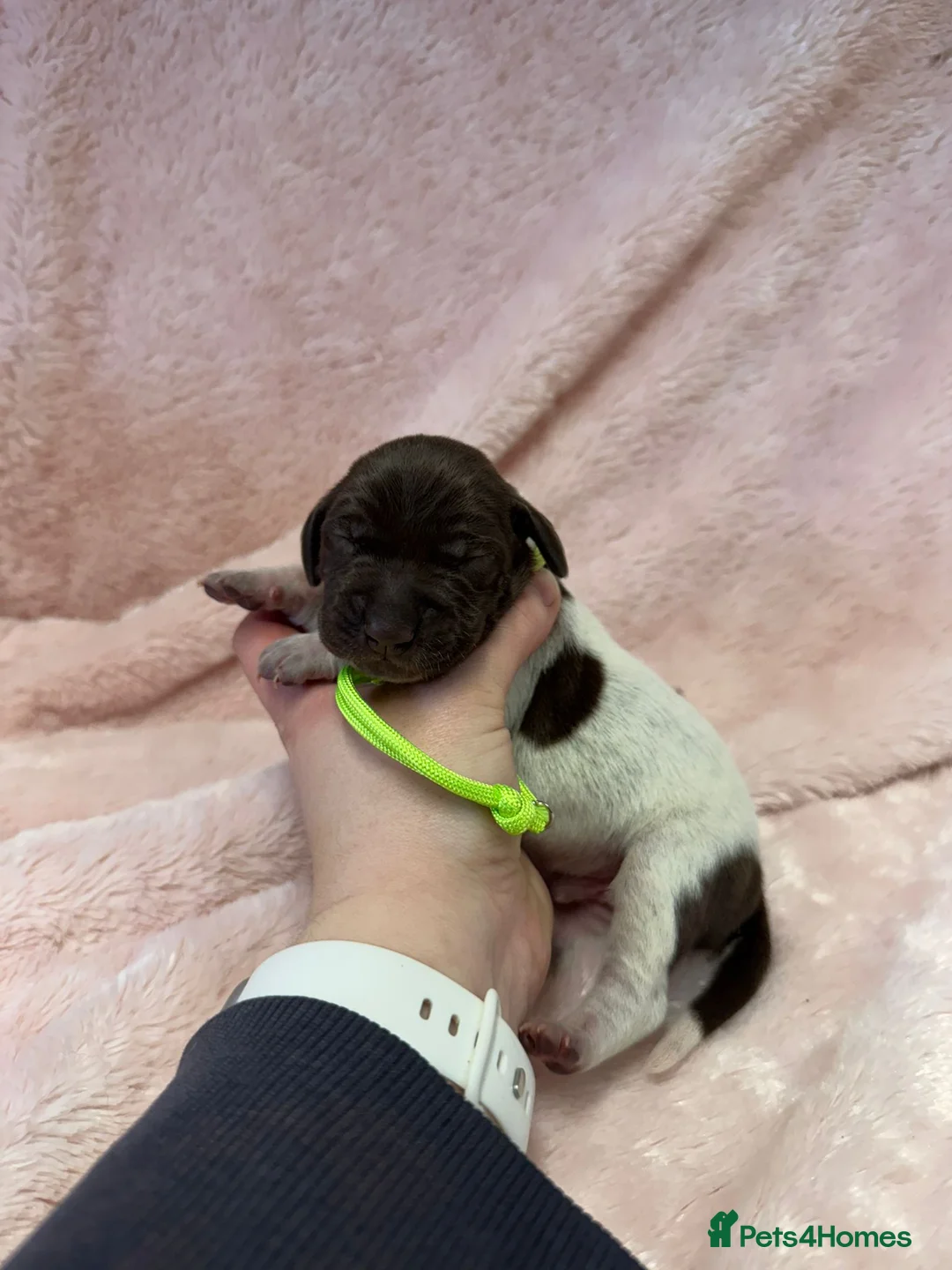 German Shorthaired Pointer dogs for sale: Gorgeous Green Short Haired Pups - Serbian Blood - Advert 9