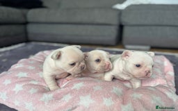French Bulldog dogs for sale: KC FRENCH BULLDOG PUPPIES - READY NOW - Image 9