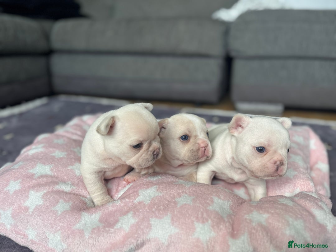 French Bulldog dogs for sale: KC FRENCH BULLDOG PUPPIES - READY NOW - Image 9