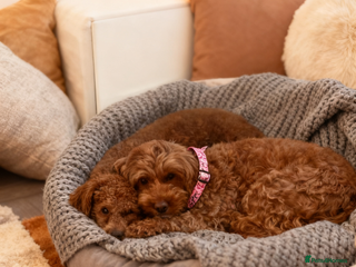 Toy Poodle dogs Our Little Mylo ready for stud duties ⭐️ - Advert 11