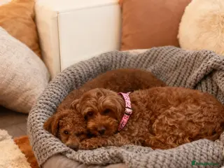 Toy Poodle dogs Our Little Mylo ready for stud duties ⭐️ - Advert 13