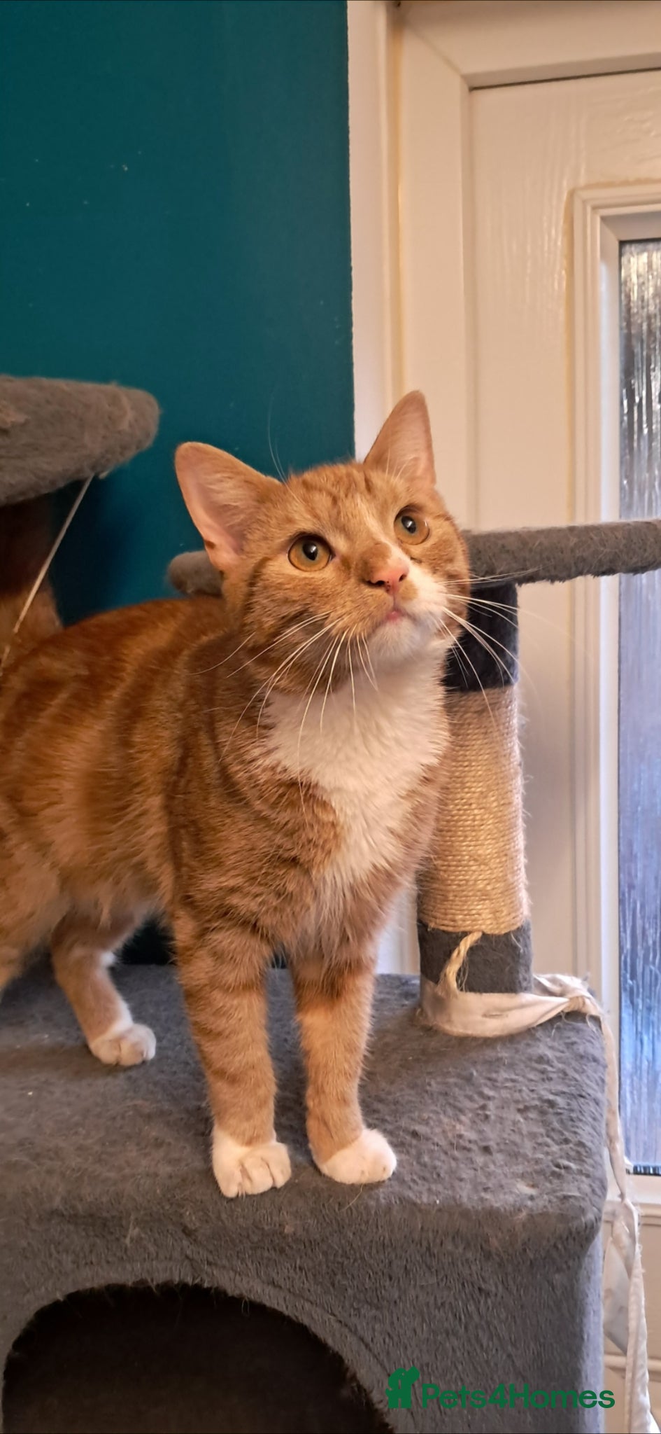 Mixed Breed cats 2 young ginger boys! - Advert 6