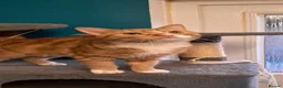 Mixed Breed cats for sale: 2 young ginger boys! - Advert 1