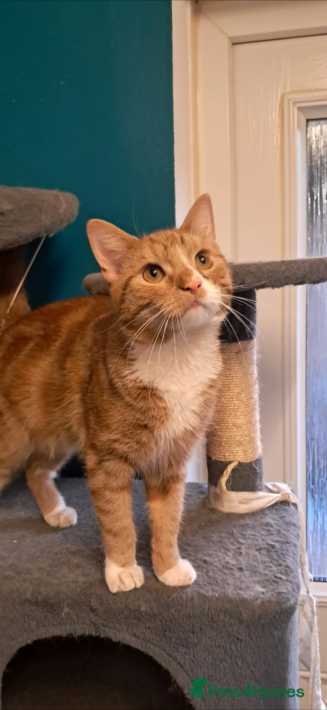 Mixed Breed cats for sale: 2 young ginger boys! - Advert 1