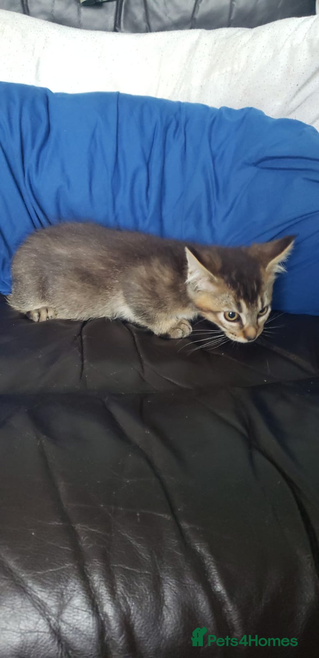 Munchkin cats for sale: Munchkin, Sausage kittens - Image 5