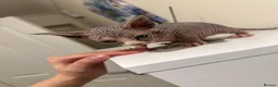 Sphynx cats for sale: Adorable female Sphynx  - Advert 3