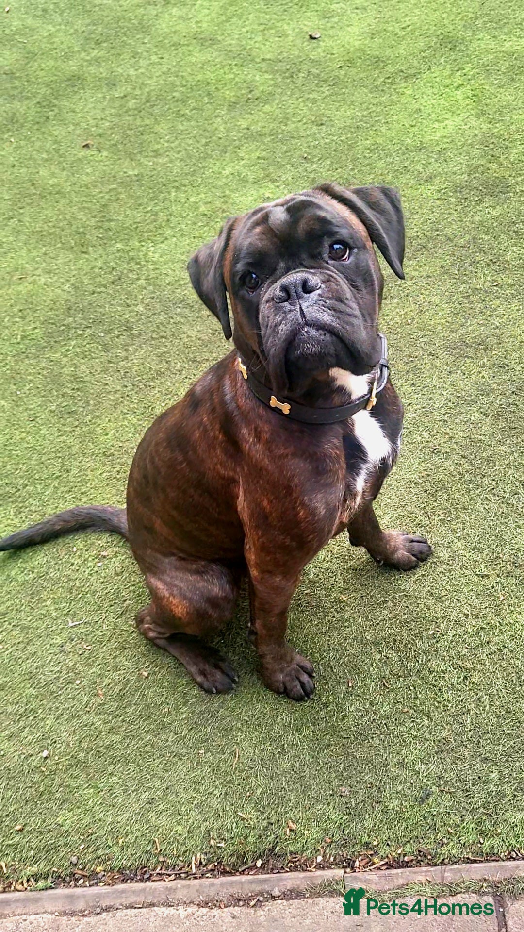 Boxer dogs  PROVEN KC Registered  Boxer Stud - Advert 1