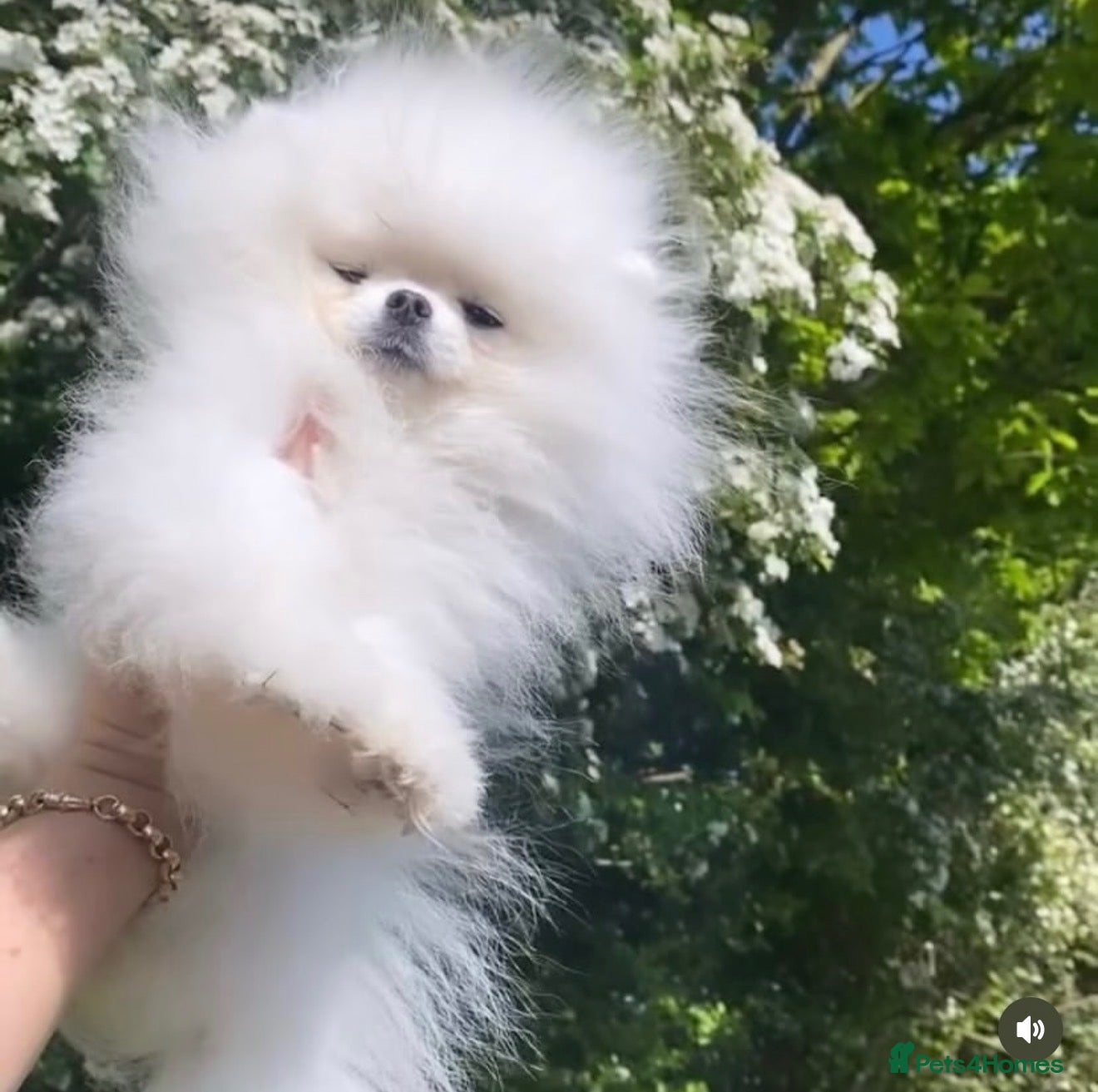 Pomeranian dogs Top Quality white stud boy 1.2kg - Advert 4