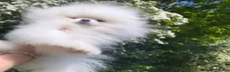 Pomeranian dogs for stud: Top Quality white stud boy 1.2kg - Advert 1
