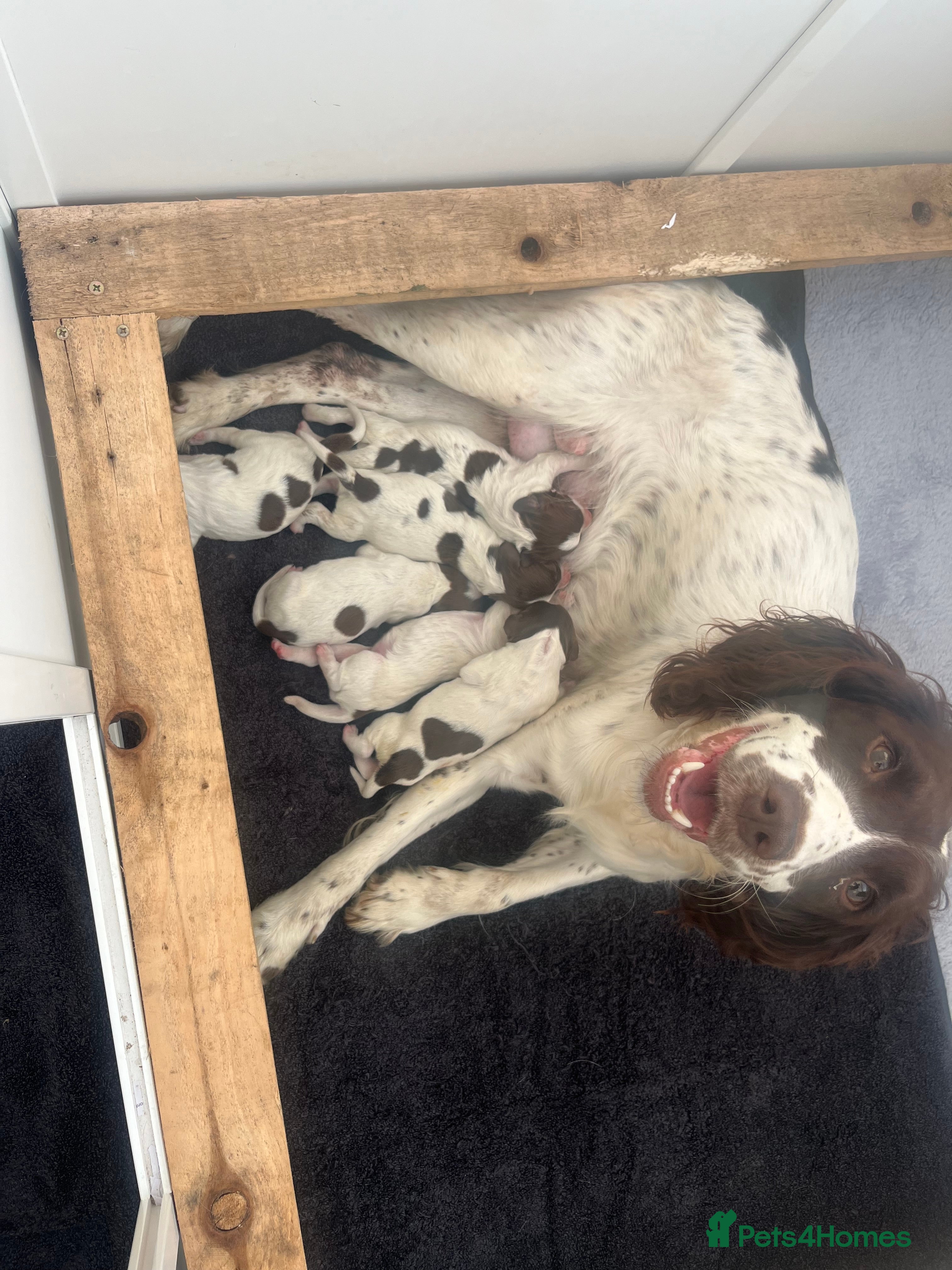 English Springer Spaniel dogs Springer spaniel puppies - Advert 6