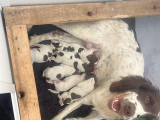 English Springer Spaniel dogs - Advert 6