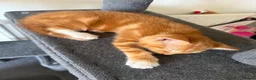 Mixed Breed cats for sale: Kittens for sale  - Advert 7